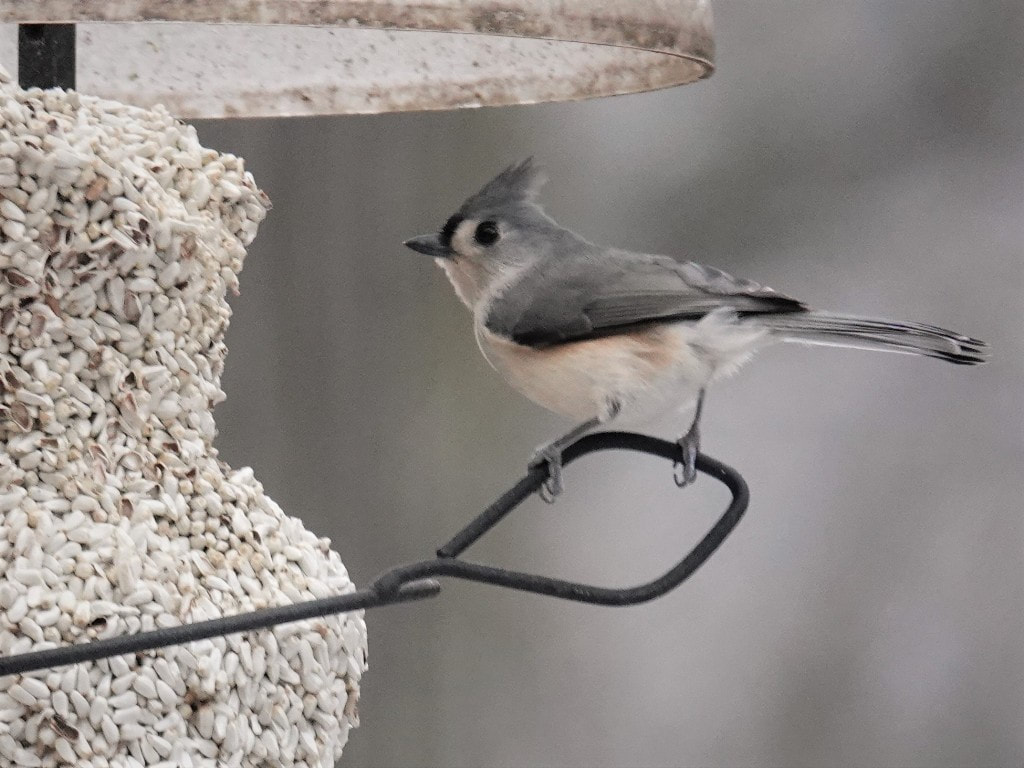 Annual Christmas Bird Count Information Zumbro Valley Audubon